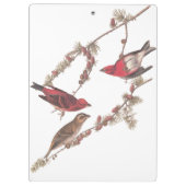 De Paarse vinken van Audubon op de naaldbomen Klembord (Achterkant)