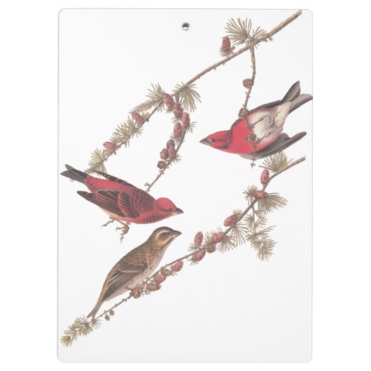 De Paarse vinken van Audubon op de naaldbomen Klembord (Achterkant)