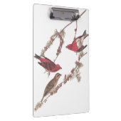 De Paarse vinken van Audubon op de naaldbomen Klembord (Rechts)