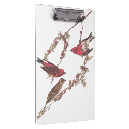 De Paarse vinken van Audubon op de naaldbomen Klembord (Rechts)