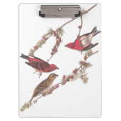 De Paarse vinken van Audubon op de naaldbomen Klembord (Voorkant)