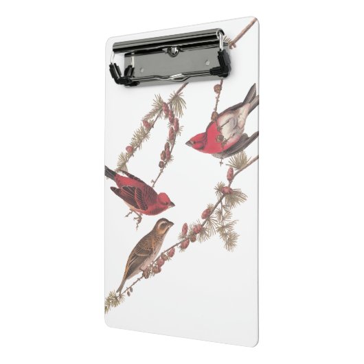 De Paarse vinken van Audubon op de naaldbomen Mini Klembord (Angled2)