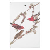 De Paarse vinken van Audubon op de naaldbomen Mini Klembord (Achterkant)