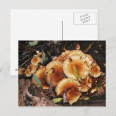 De Paddestoel Armillaria Mellea van de honing Briefkaart (Voorkant / Achterkant)