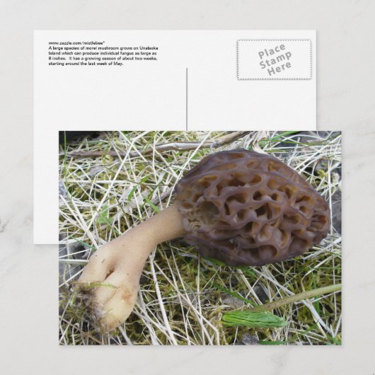 De Paddestoel van de morille op Eiland Unalaska Briefkaart (Voorkant / Achterkant)