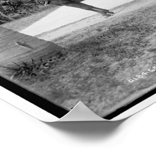 De Palm Beach trolley Poster (Hoek)