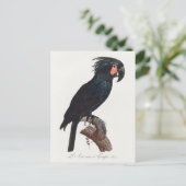 De Palm Cockato, Probosciger aterrimus Parrot Briefkaart (Staand voorkant)