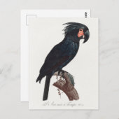 De Palm Cockato, Probosciger aterrimus Parrot Briefkaart (Voorkant / Achterkant)
