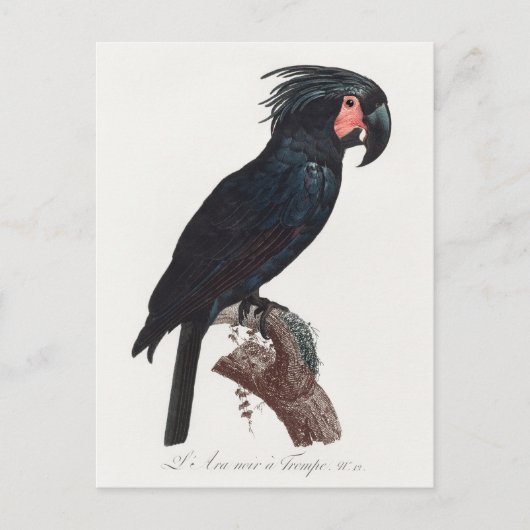 De Palm Cockato, Probosciger aterrimus Parrot Briefkaart (Voorkant)