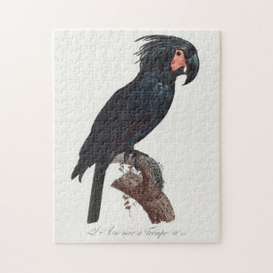 De Palm Cockato, Probosciger aterrimus Parrot Legpuzzel