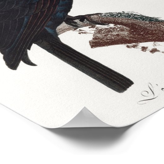 De Palm Cockato, Probosciger aterrimus Parrot Poster (Hoek)