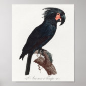 De Palm Cockato, Probosciger aterrimus Parrot Poster (Voorkant)