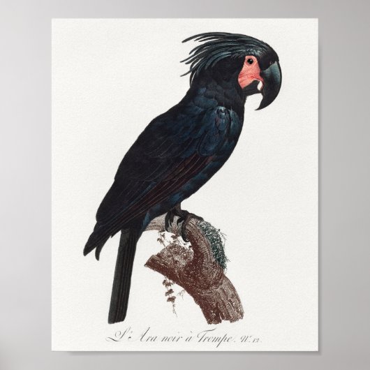 De Palm Cockato, Probosciger aterrimus Parrot Poster (Voorkant)