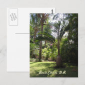 De palmen van Boca Chica Briefkaart (Voorkant / Achterkant)