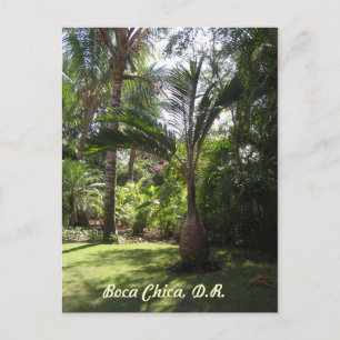 De palmen van Boca Chica Briefkaart