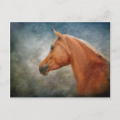 De Palomino Briefkaart (Voorkant)