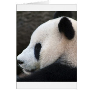 De panda draagt