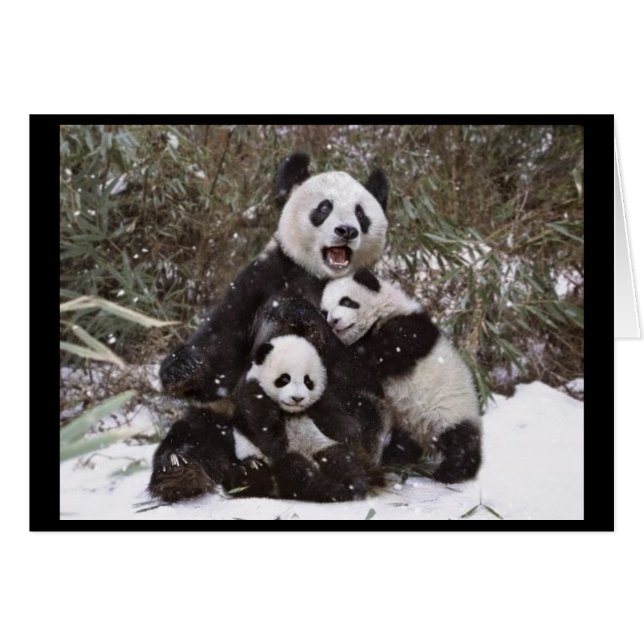 De panda draagt (Voorkant Horizontaal)