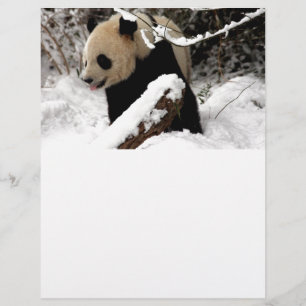 De panda draagt