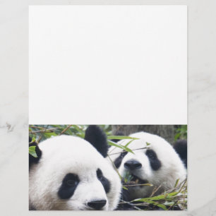 De panda draagt