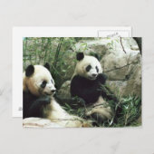 De panda draagt etend en speel briefkaart (Voorkant / Achterkant)
