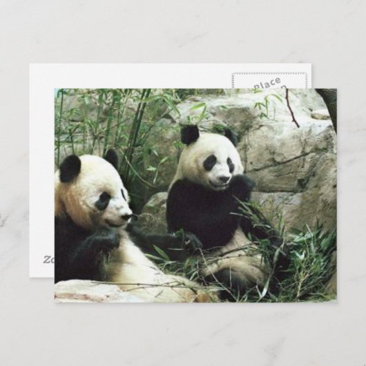De panda draagt etend en speel briefkaart (Voorkant / Achterkant)