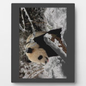 De panda draagt fotoplaat (Voorkant)