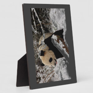 De panda draagt fotoplaat