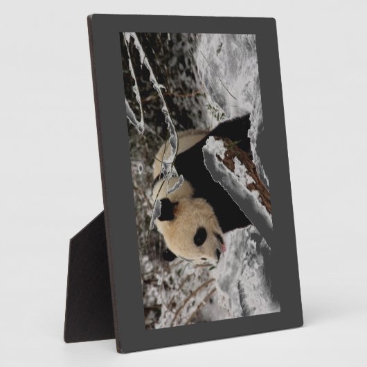 De panda draagt fotoplaat (Zijkant)