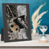De panda draagt fotoplaat (Zijkant)