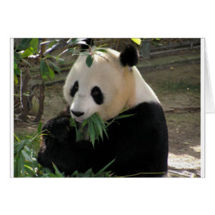 De panda draagt Omhelzingen