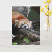 De Panda van de slaap draagt Wenskaart Kaart (Gele Bloem)