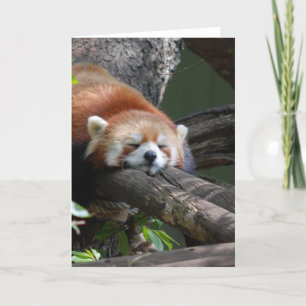 De Panda van de slaap draagt Wenskaart Kaart