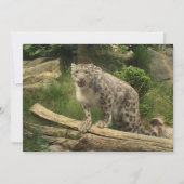 De panter (Voorkant)