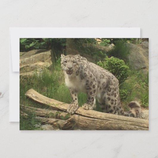 De panter (Voorkant)