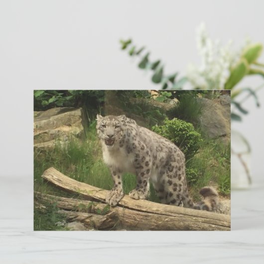 De panter (Staand voorkant)