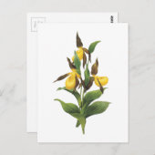 de pantoffel van de dame (Cypripedium SP.) door Briefkaart (Voorkant / Achterkant)