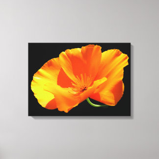 De Papaver van Californië Canvas Afdruk