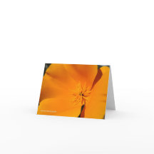 De Papaver van Californië