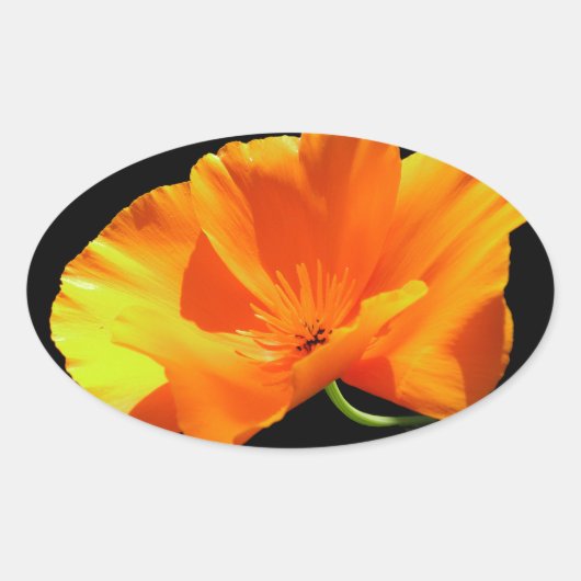 De Papaver van Californië Ovale Sticker (Voorkant)