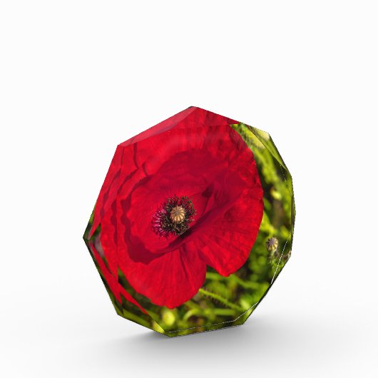 De papaverreeks #2 fotoblokken (Links)