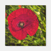 De papaverreeks #2 magneet (Voorkant)