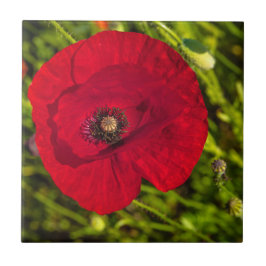 De papaverreeks #2 tegeltje
