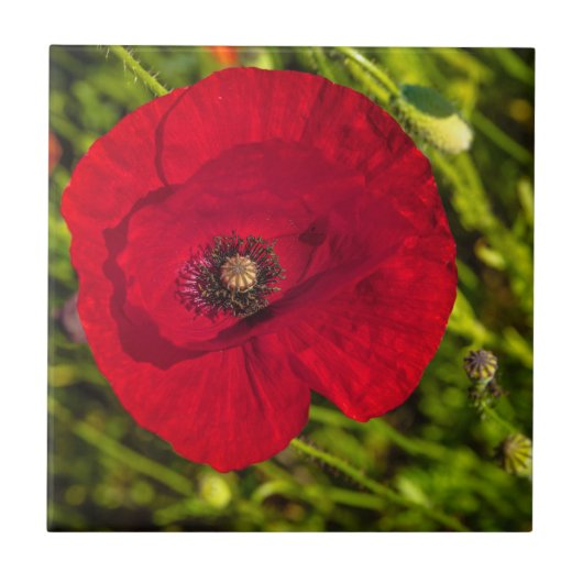De papaverreeks #2 tegeltje (Voorkant)