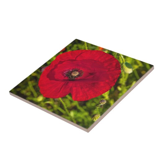 De papaverreeks #2 tegeltje (Zijkant)