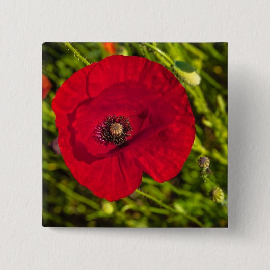 De papaverreeks #2 vierkante button 5,1 cm (Voorkant)