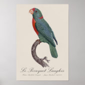 De papegaai van Langlois door Jacques Barraband Poster (Voorkant)