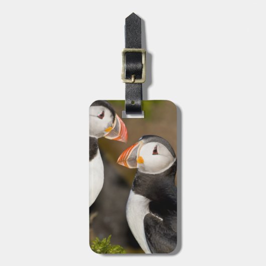 De papegaaiduiker bagagelabel (Voorkant verticaal)