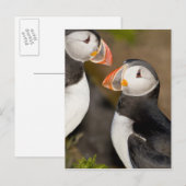 De papegaaiduiker briefkaart (Voorkant / Achterkant)