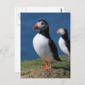 De Papegaaiduikers van het Eiland van Skomer Briefkaart (Voorkant / Achterkant)